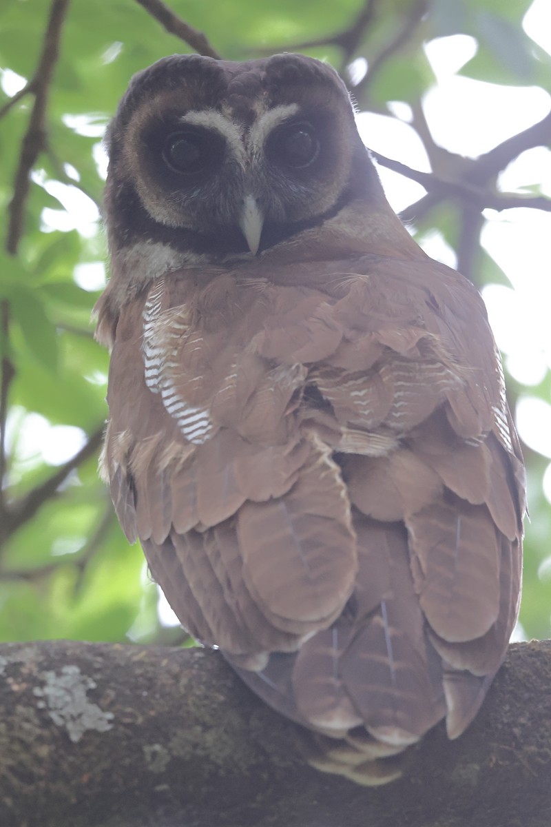 Brown Wood-Owl - ML621085560