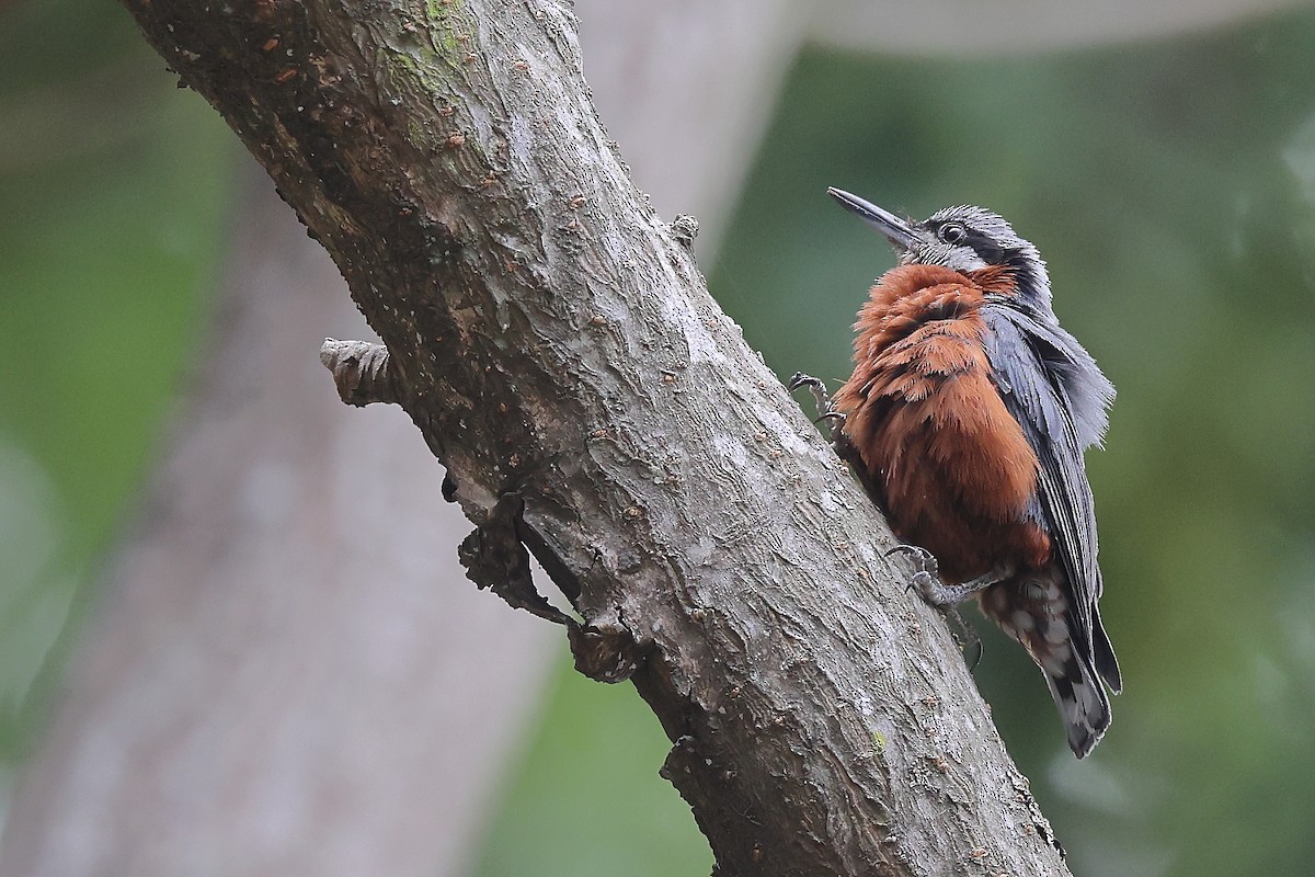 Chestnut-bellied Nuthatch - ML621085584