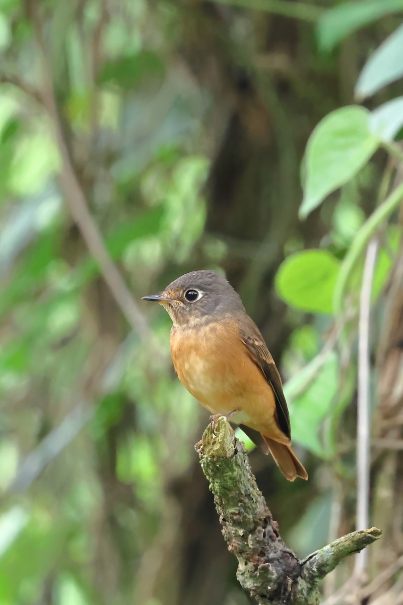 Ferruginous Flycatcher - ML621085596