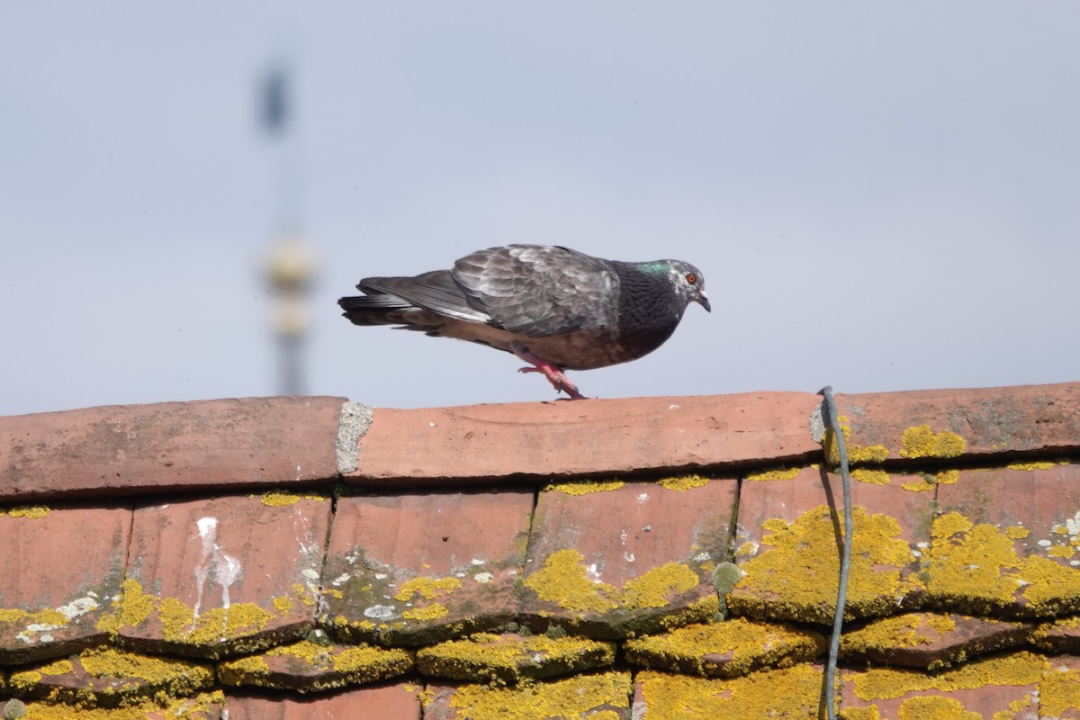 Pigeon biset (forme domestique) - ML621085638