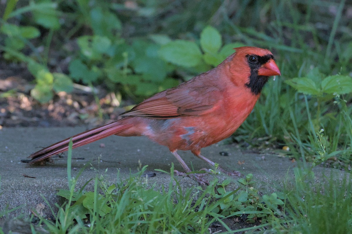 Cardinal rouge - ML621085729