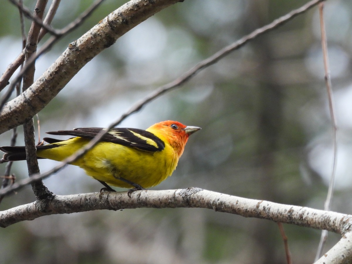 Western Tanager - ML621085808