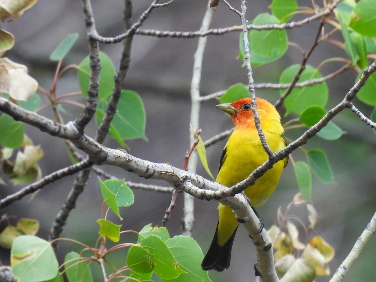 Western Tanager - ML621085809