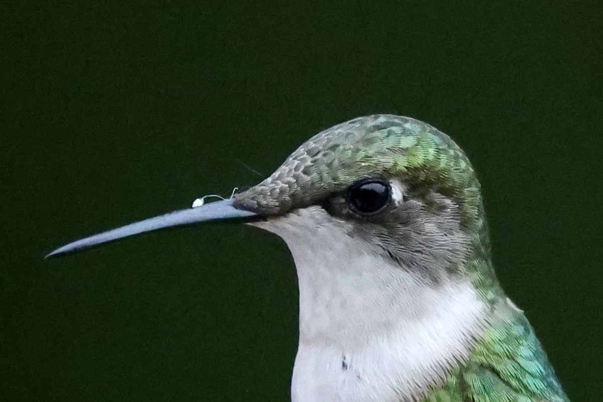 Ruby-throated Hummingbird - ML621085810