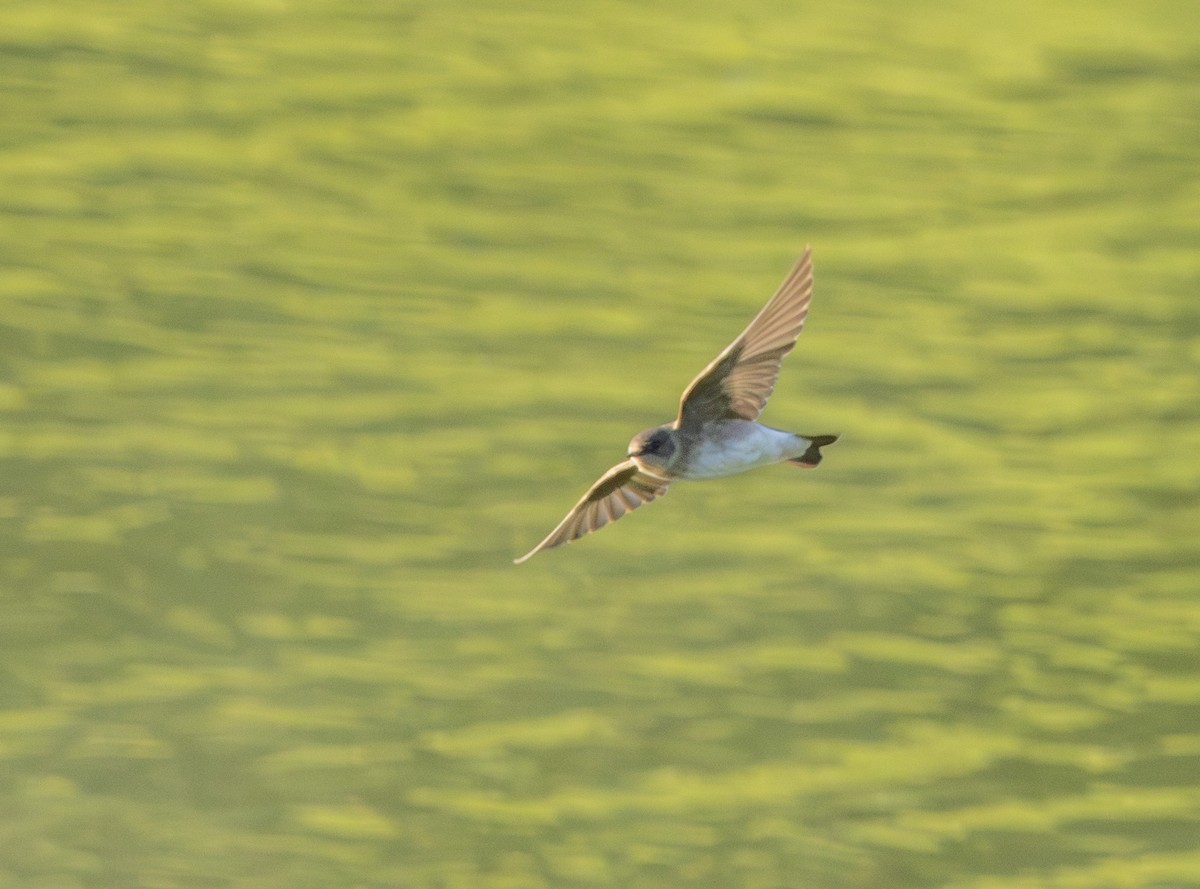 Northern Rough-winged Swallow - ML621085815