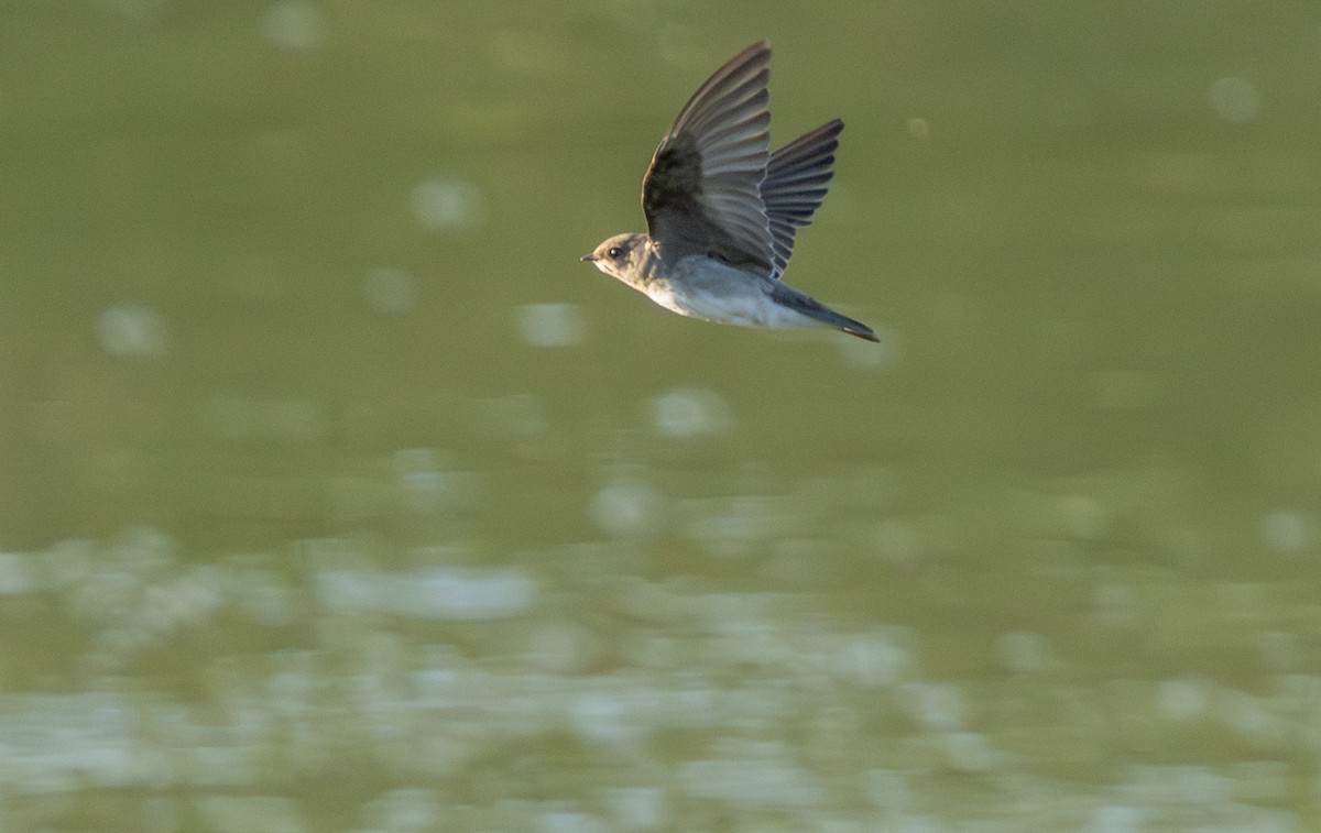 Northern Rough-winged Swallow - ML621085816