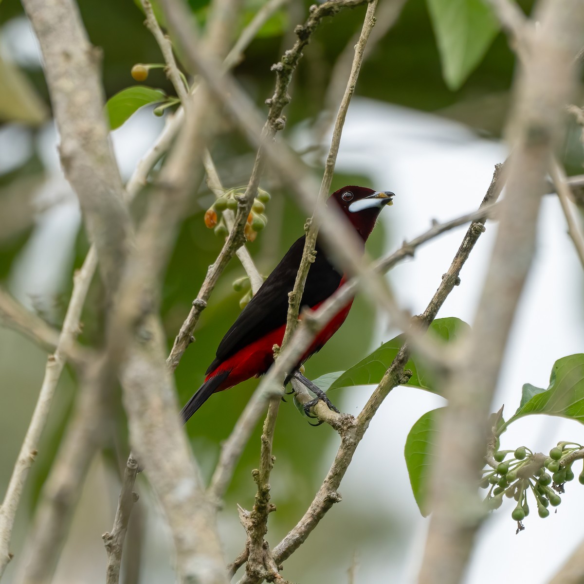 Black-bellied Tanager - ML621085819