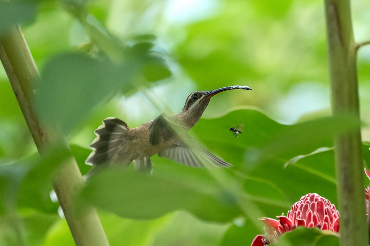 kolibřík dlouhozobý - ML621085843