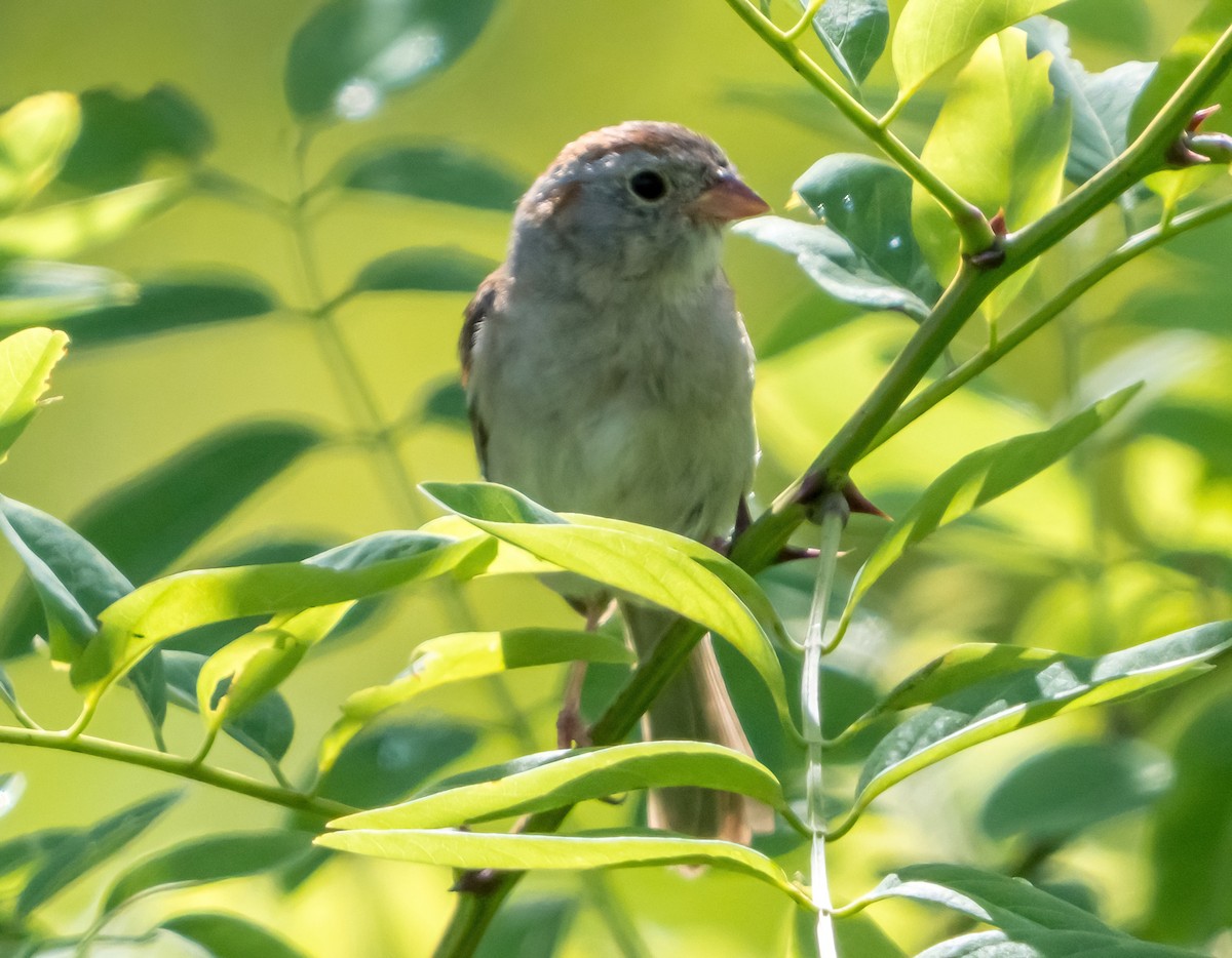Field Sparrow - Gregg Petersen