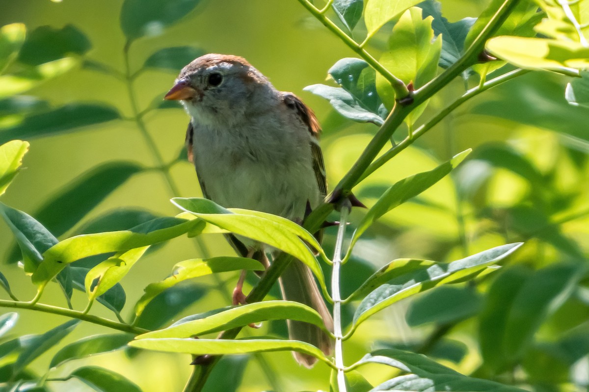 Field Sparrow - ML621085848