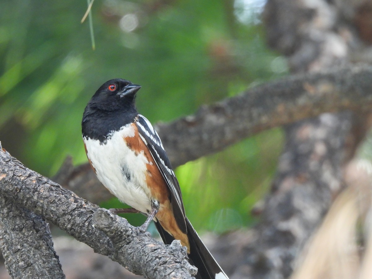 Spotted Towhee - ML621085851