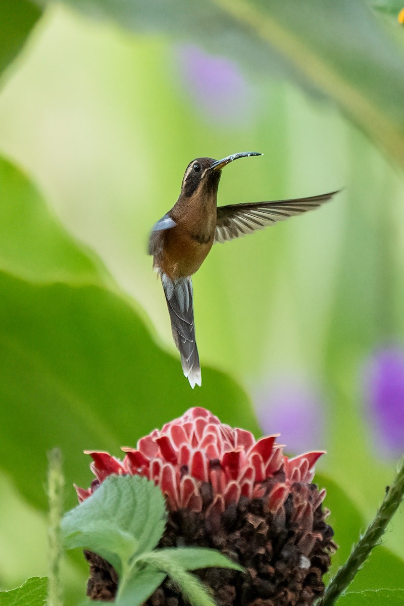 kolibřík podrostní - ML621085860
