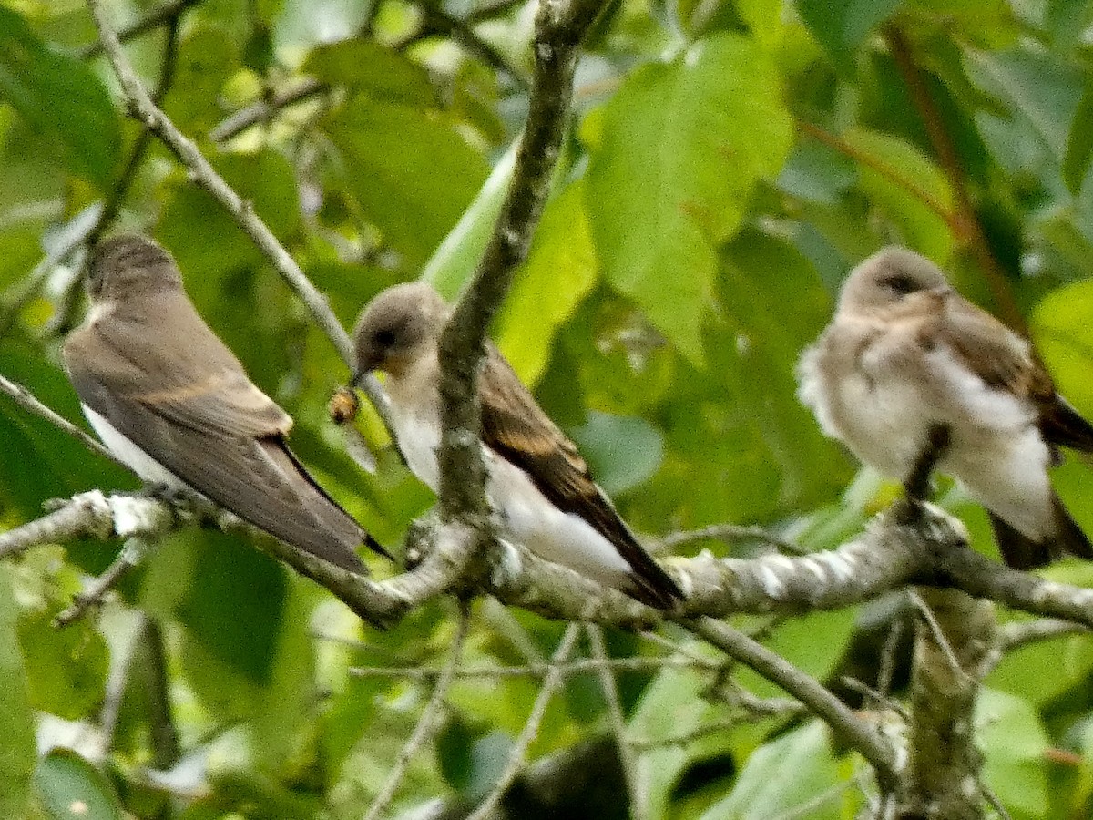 Northern Rough-winged Swallow - ML621085923
