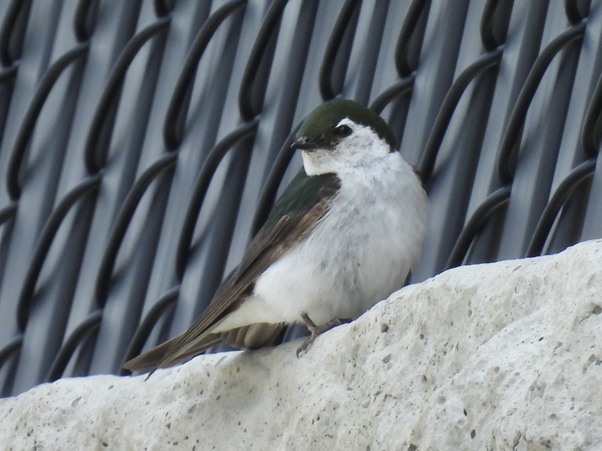 Violet-green Swallow - ML621085928