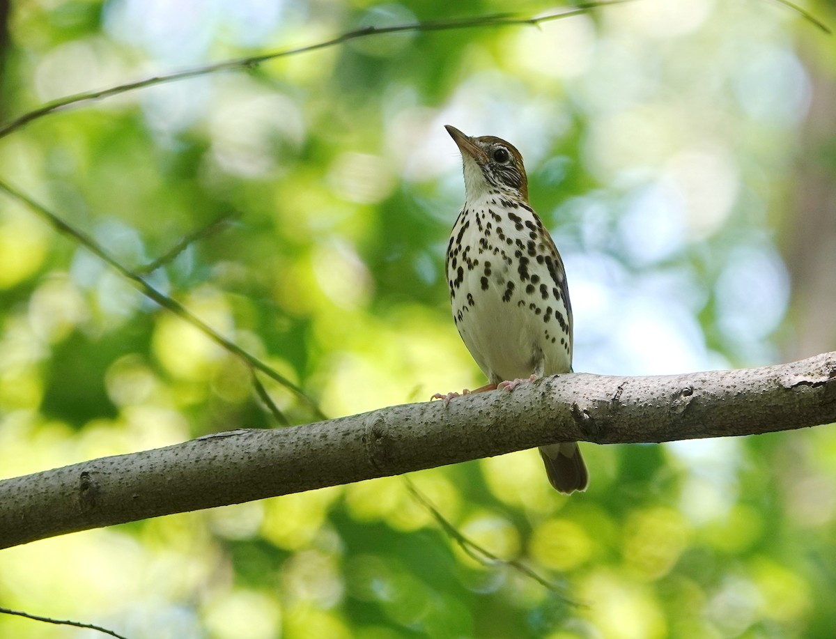 Wood Thrush - ML621085940