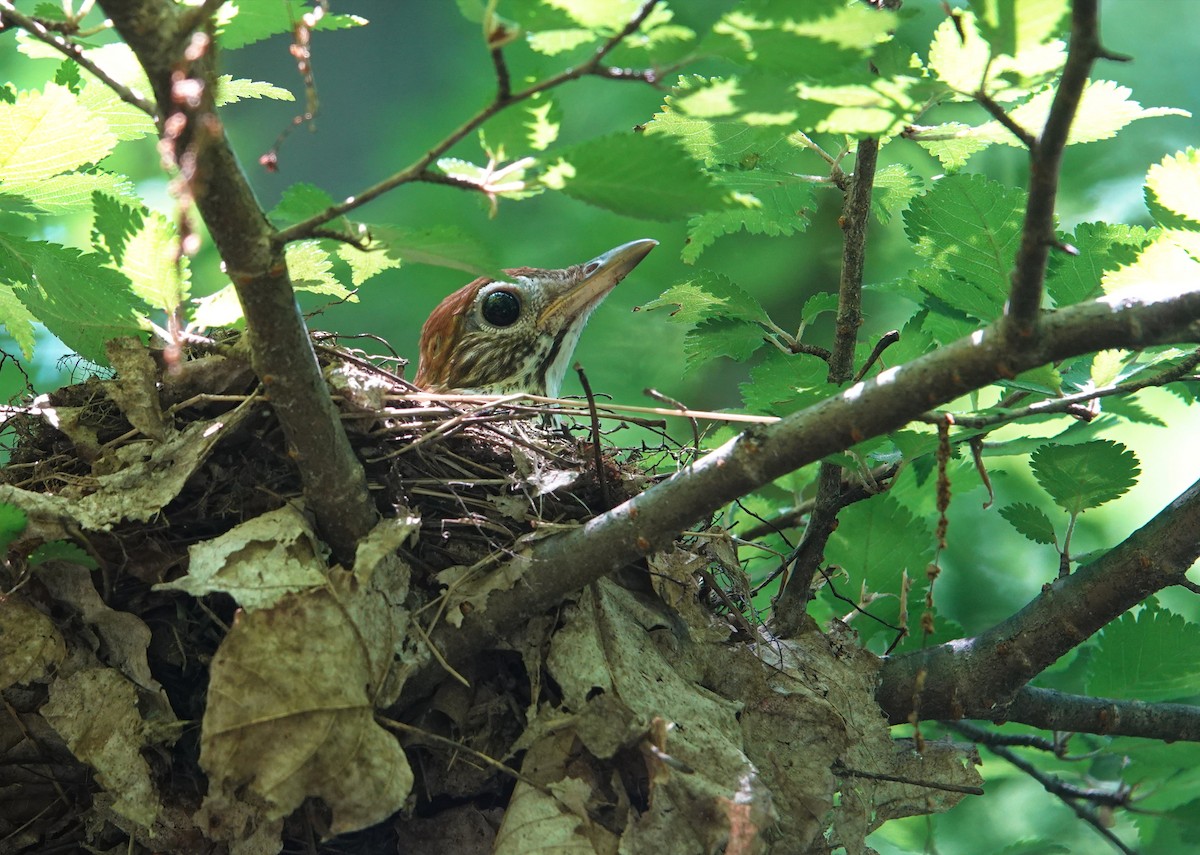 Wood Thrush - ML621085941