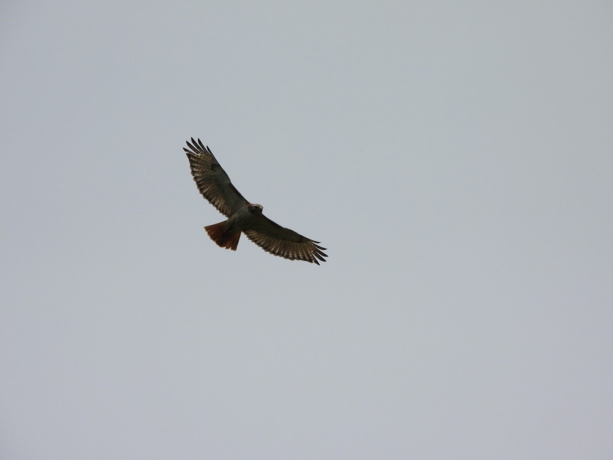 Red-tailed Hawk - ML621085948