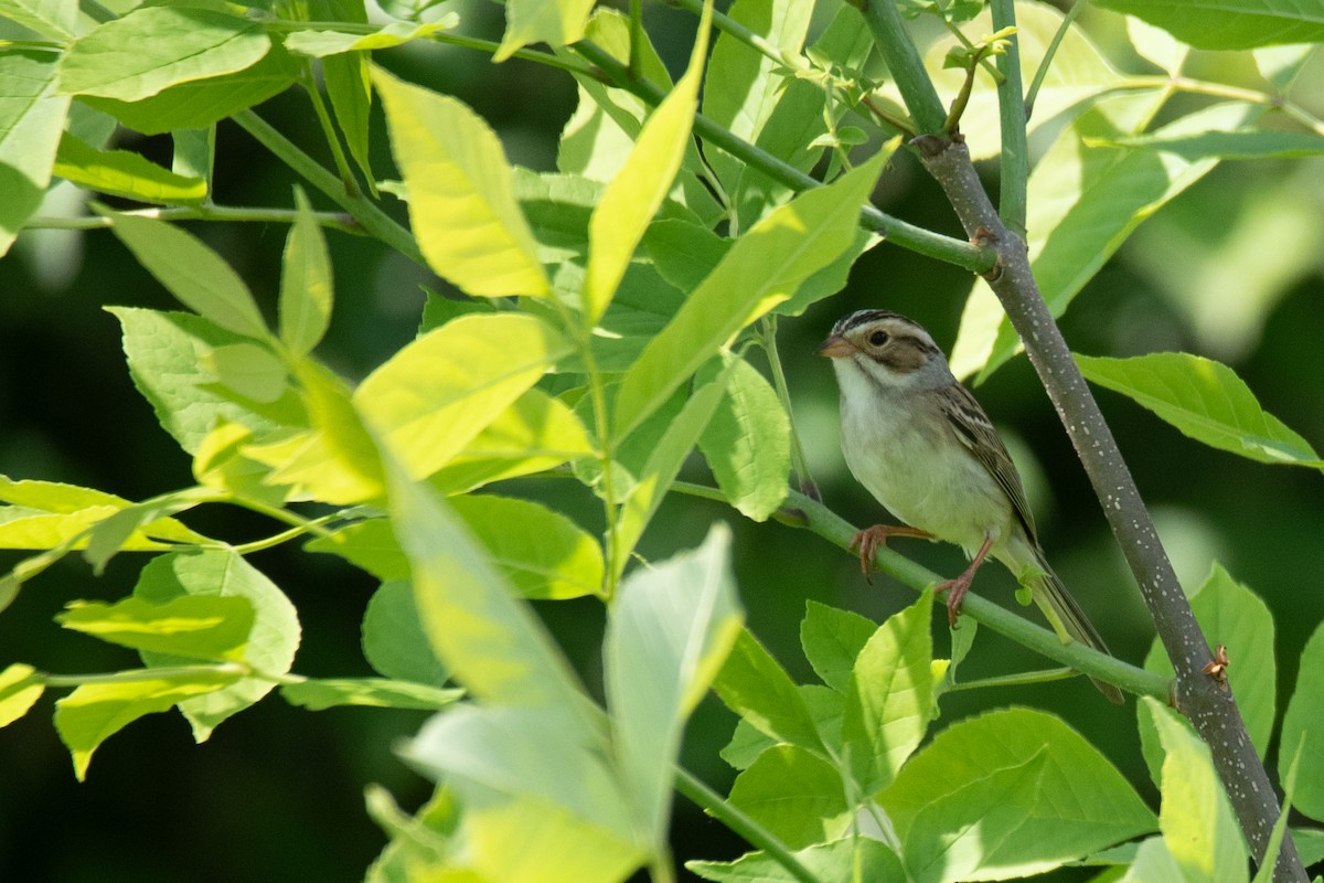Clay-colored Sparrow - ML621085957