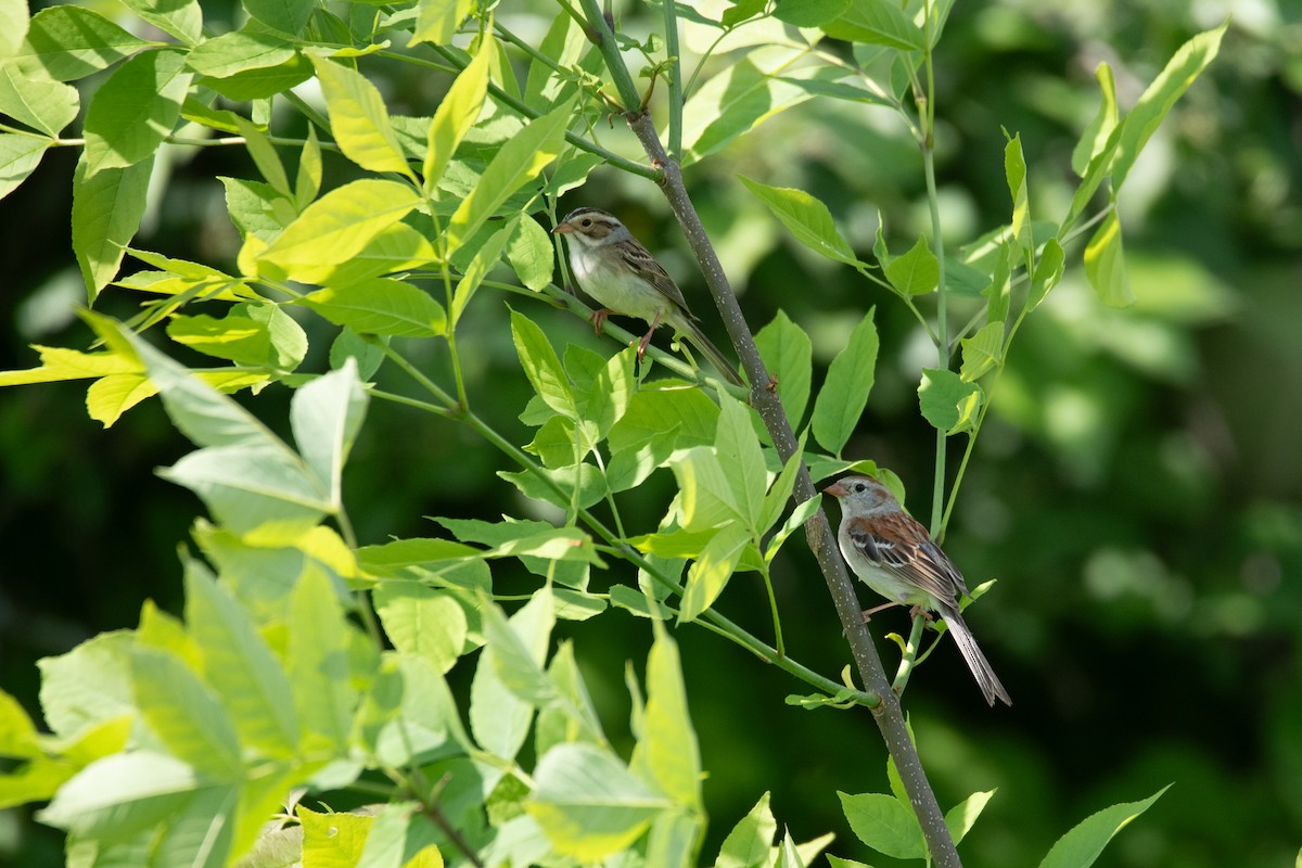 Clay-colored Sparrow - ML621085968