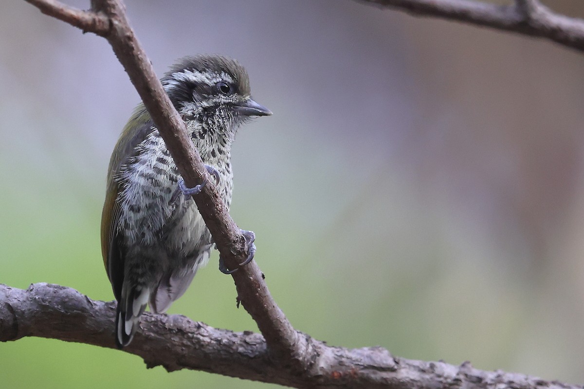 Speckled Piculet - ML621085978