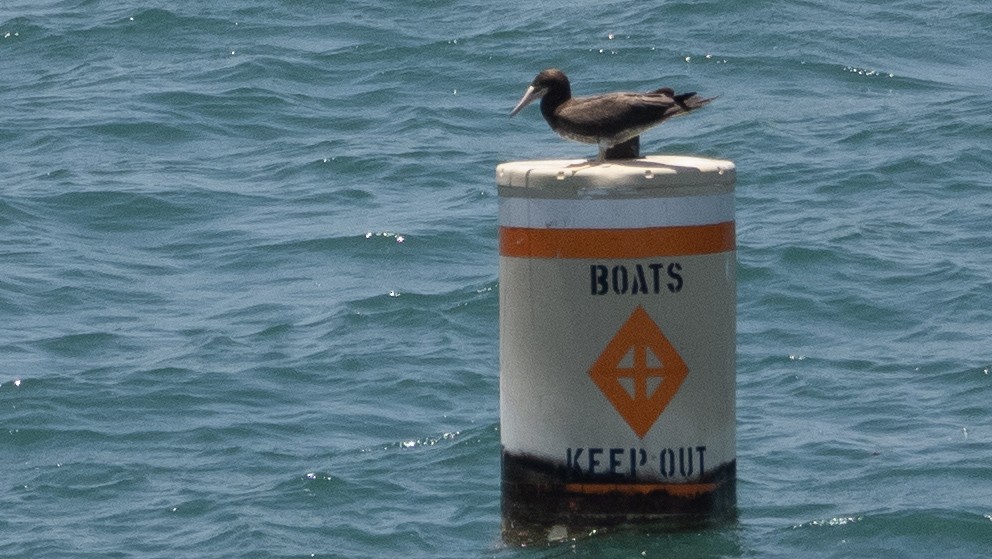 Brown Booby - ML621085981