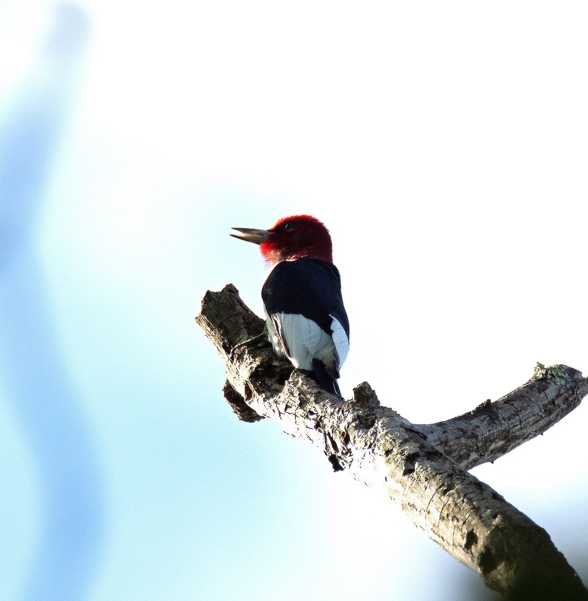 Red-headed Woodpecker - ML621085986