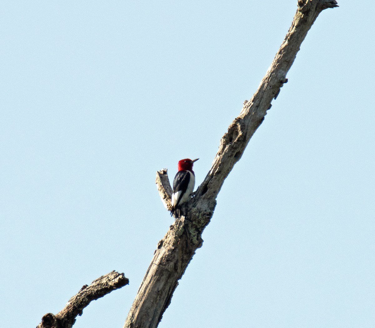 Red-headed Woodpecker - ML621085989