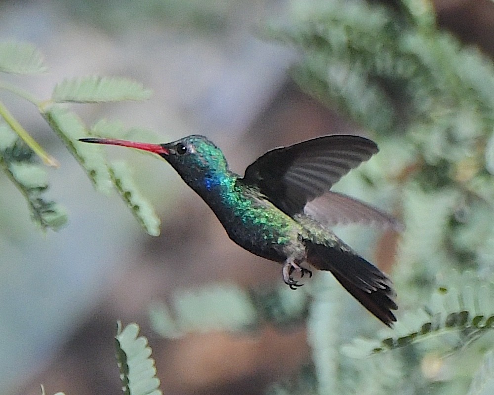 Broad-billed Hummingbird - ML621086066