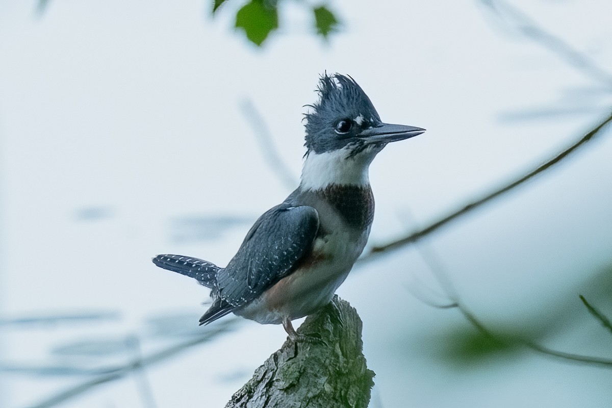 Belted Kingfisher - ML621086080