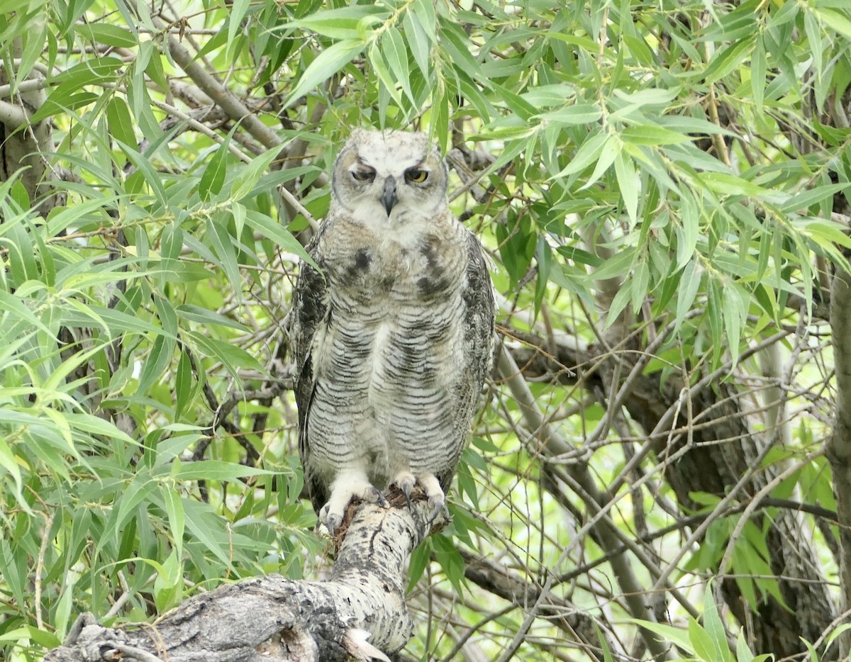 Great Horned Owl - ML621086091