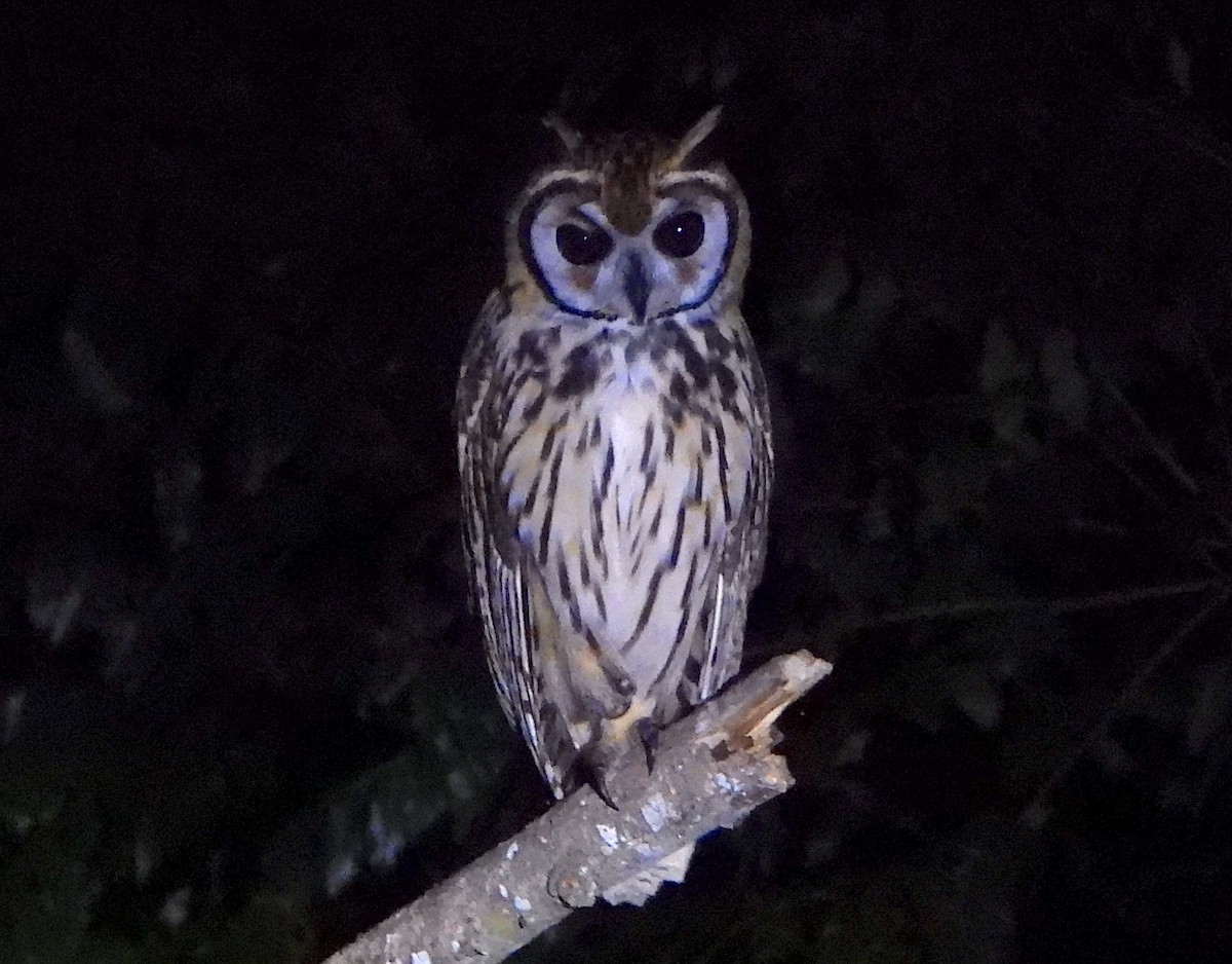 Striped Owl - ML621086111