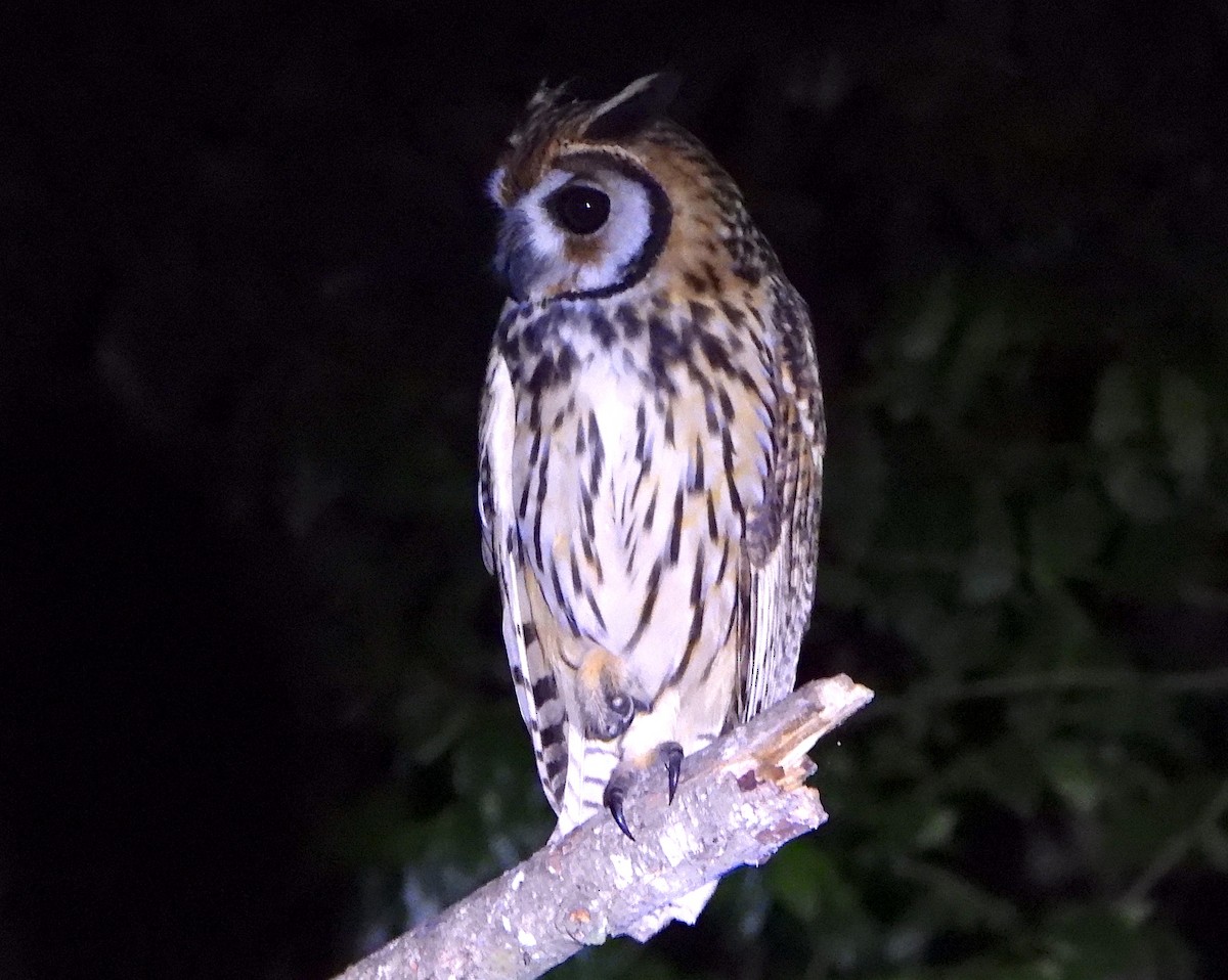 Striped Owl - ML621086112