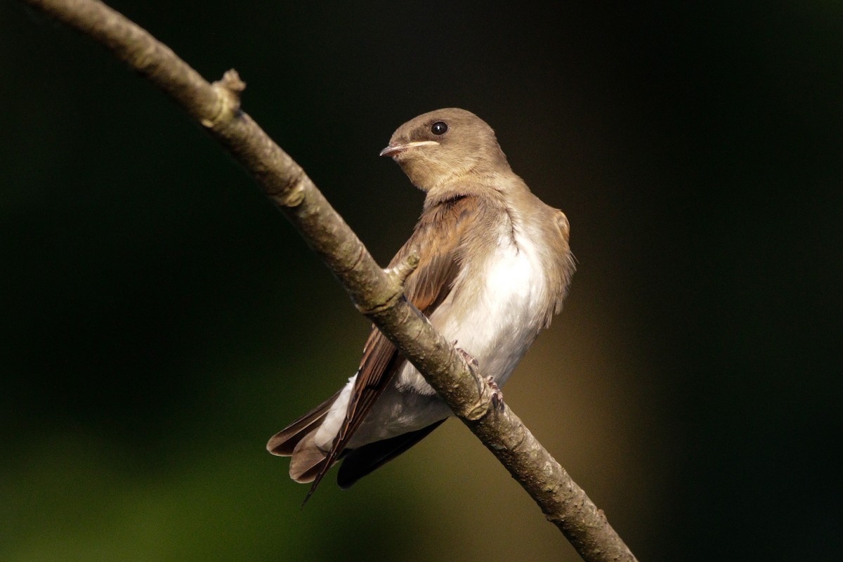 Northern Rough-winged Swallow - ML621086116