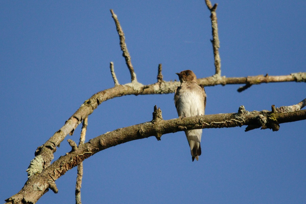 Northern Rough-winged Swallow - ML621086117