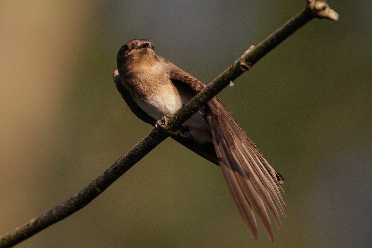 Northern Rough-winged Swallow - ML621086119