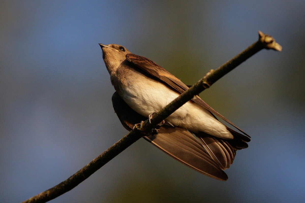 Northern Rough-winged Swallow - ML621086121