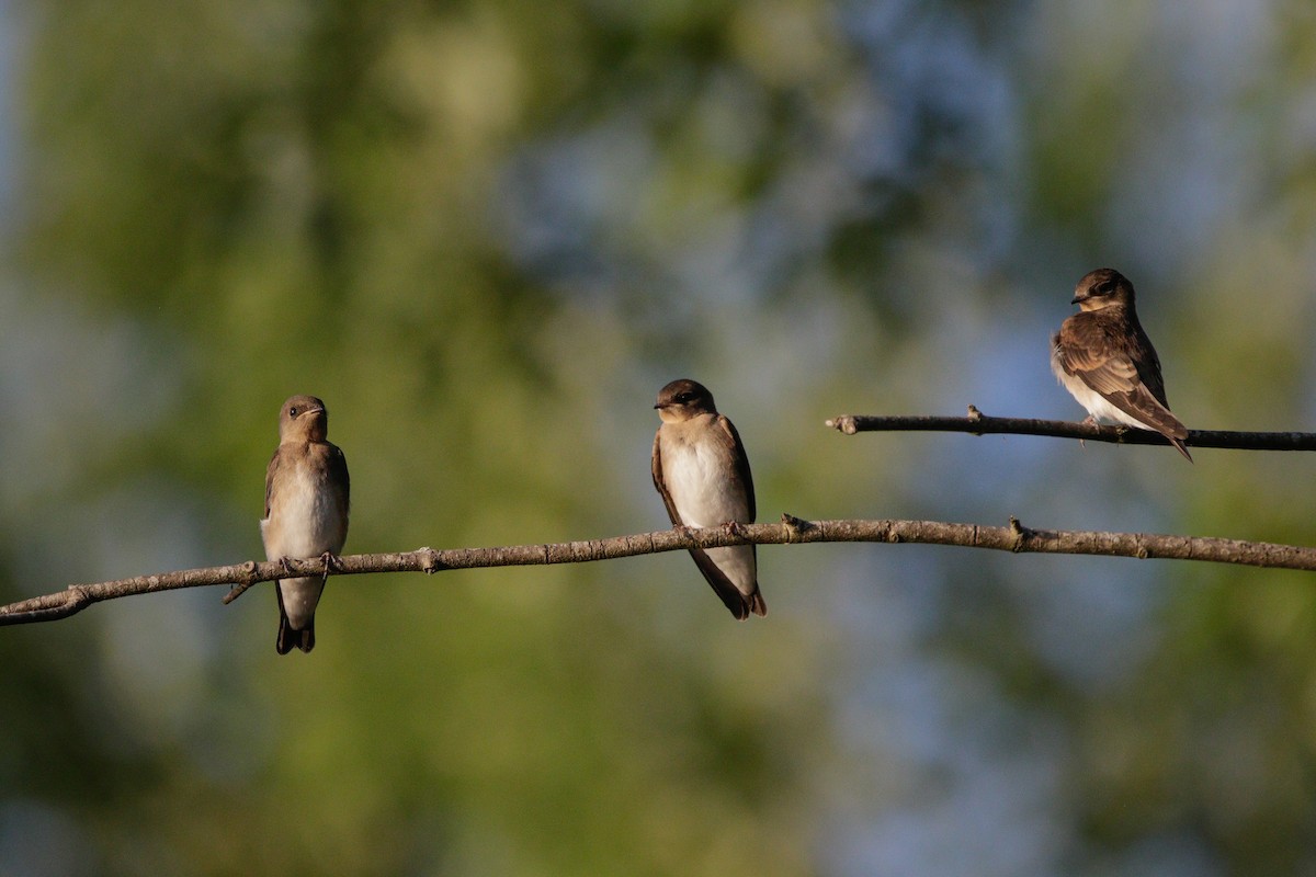Northern Rough-winged Swallow - ML621086122