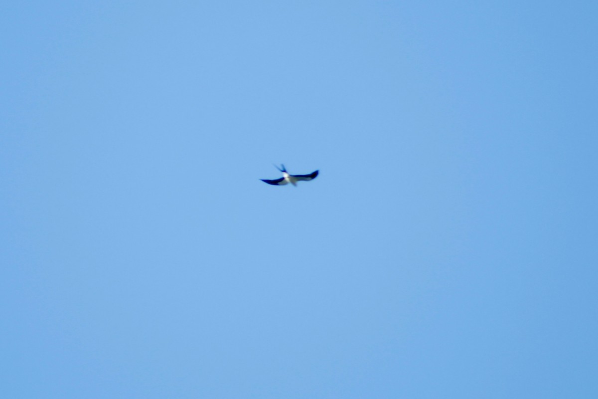 Swallow-tailed Kite - ML621086141