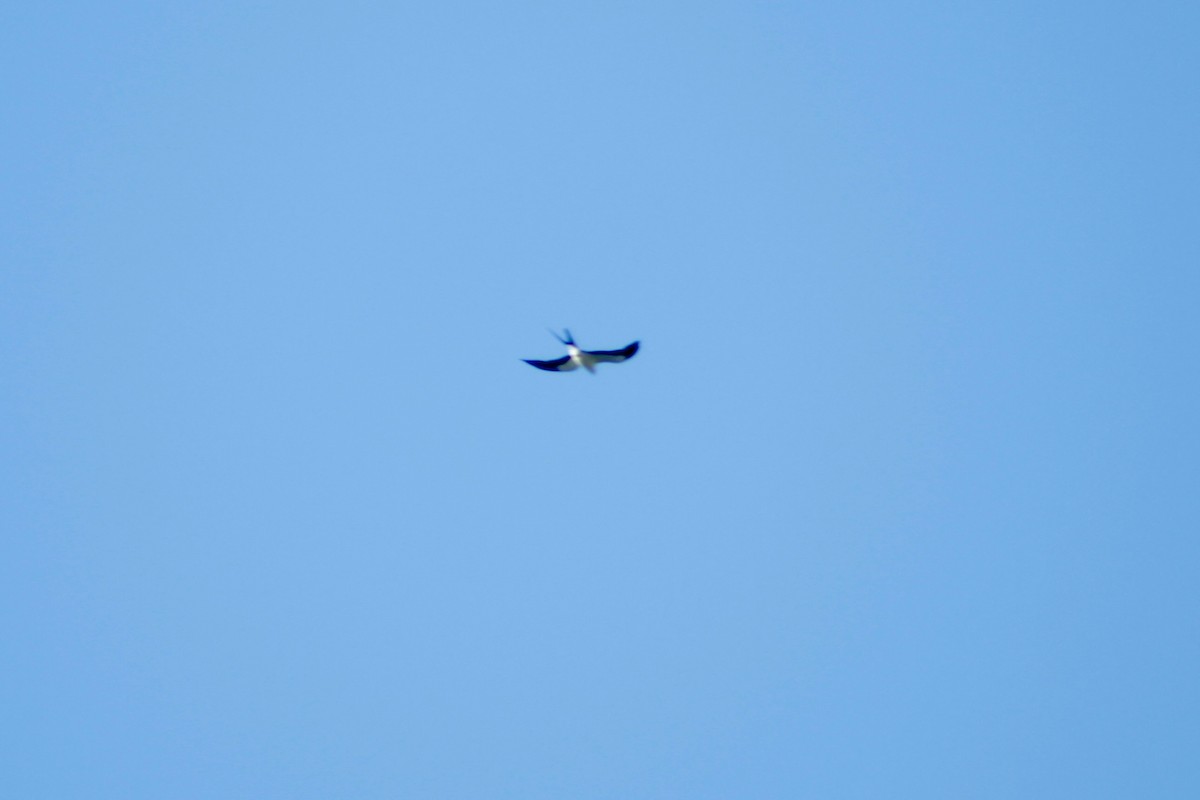 Swallow-tailed Kite - ML621086141