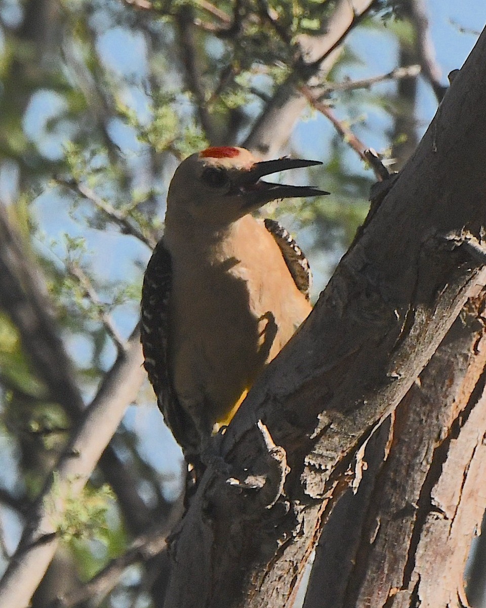 Gila Woodpecker - ML621086142