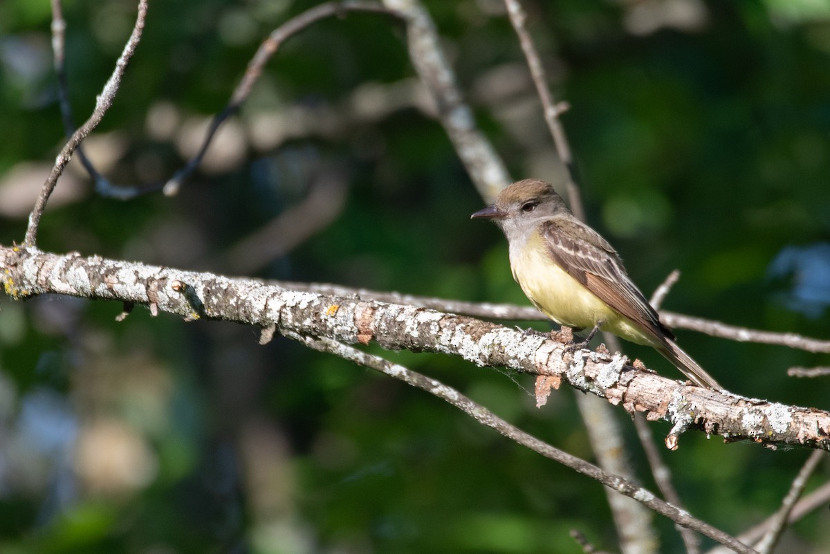 Great Crested Flycatcher - ML621086150