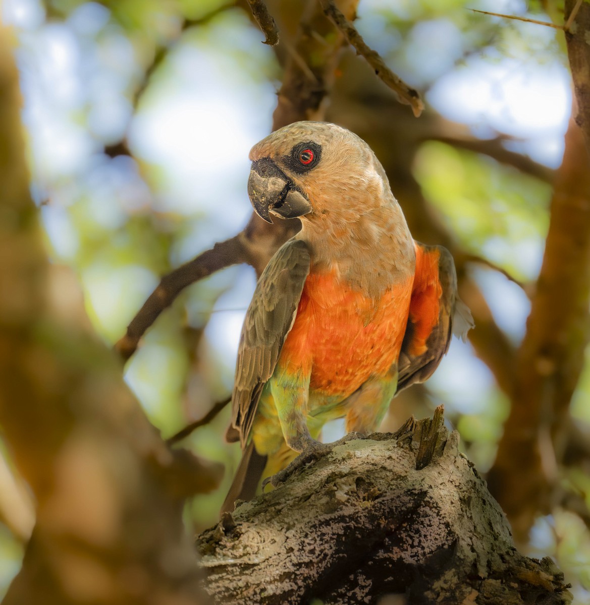 アカハラハネナガインコ - ML621086172