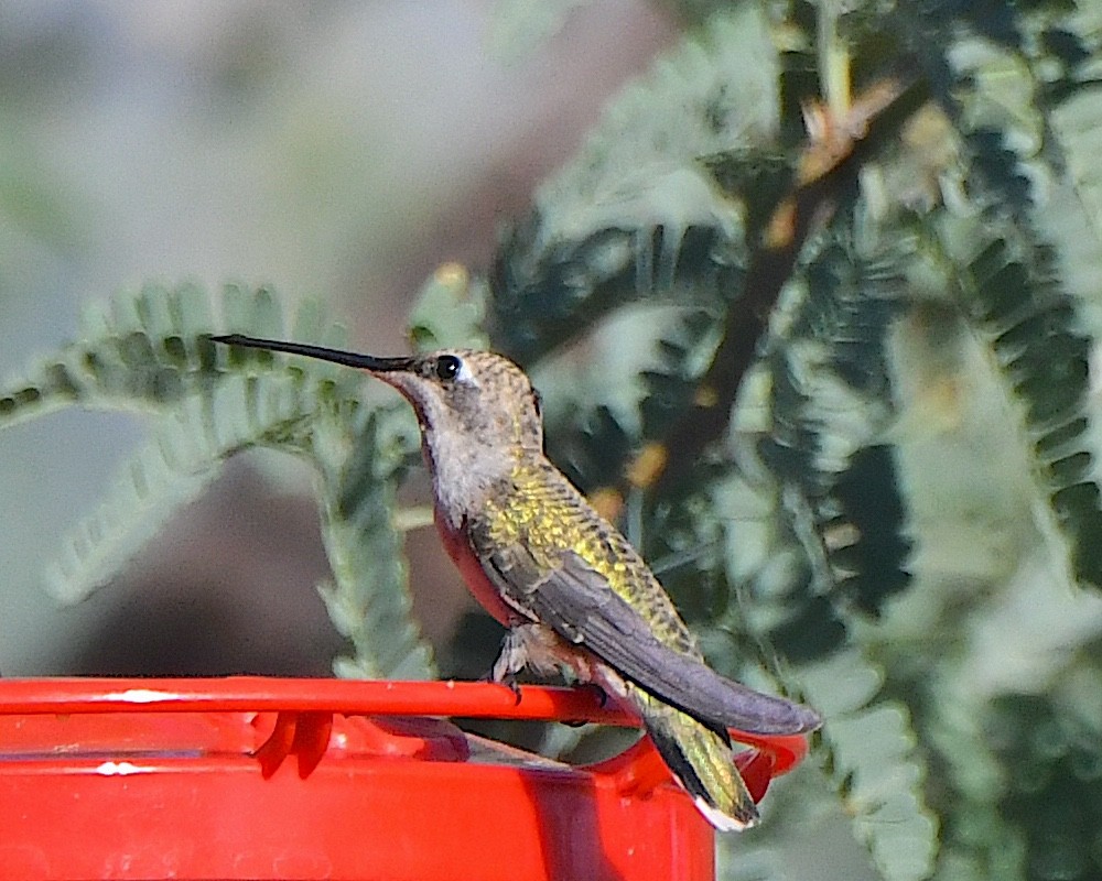 Black-chinned Hummingbird - ML621086181