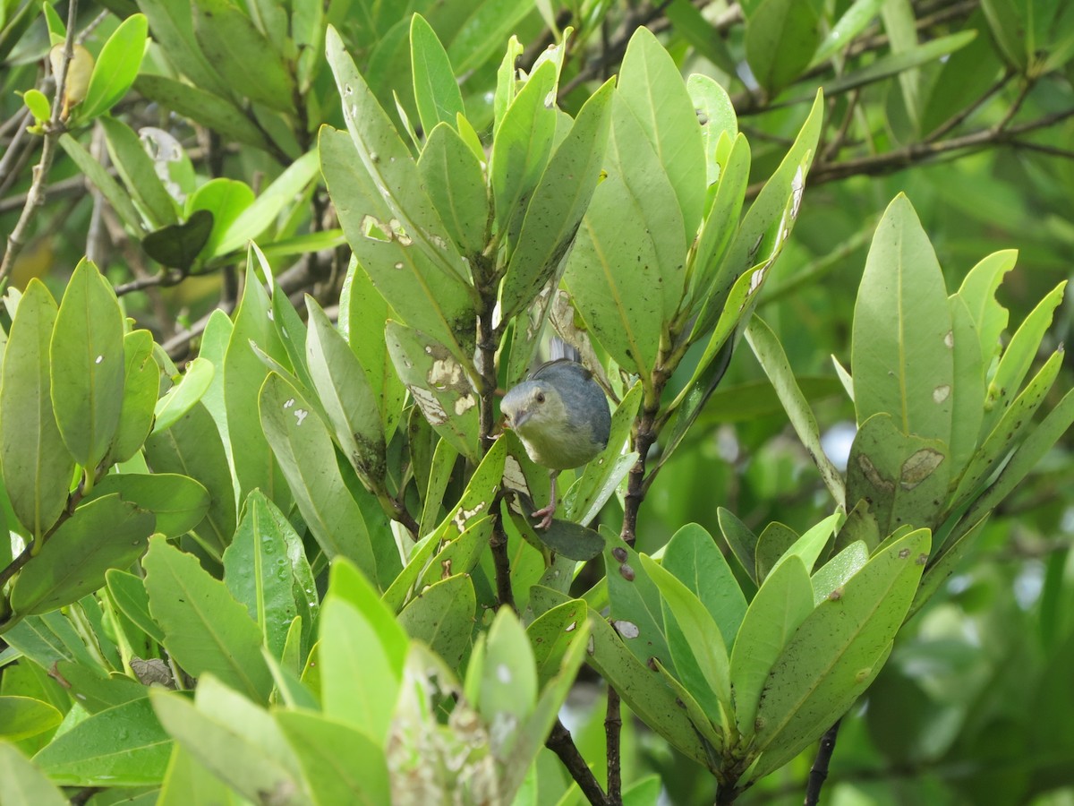 Bicolored Conebill - ML621086183