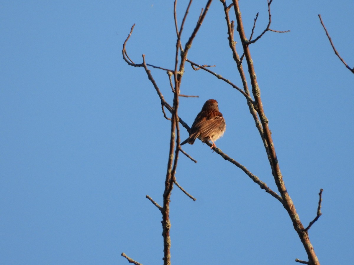 Field Sparrow - ML621086184