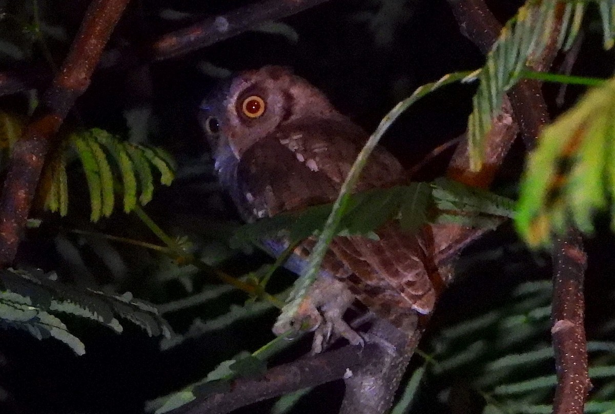 Tropical Screech-Owl - ML621086201
