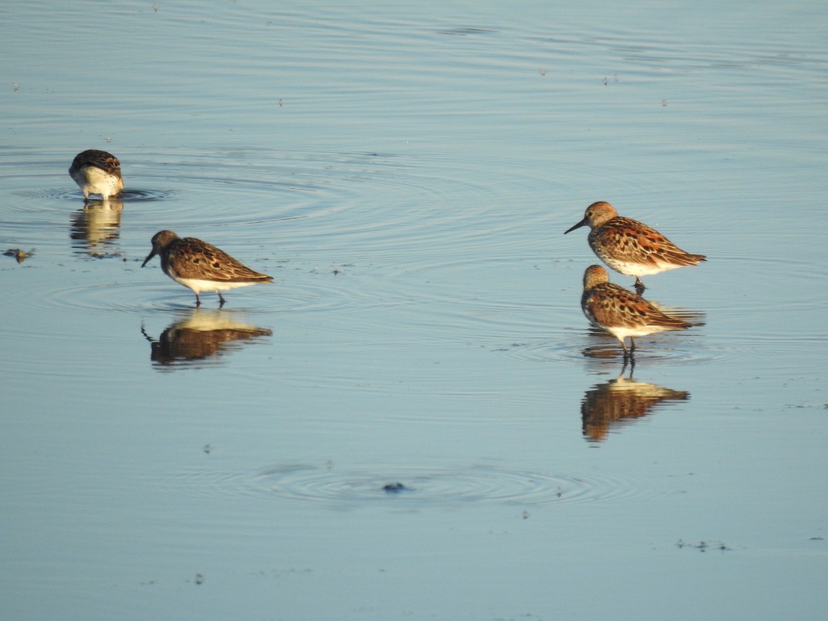 beringsnipe - ML62108621