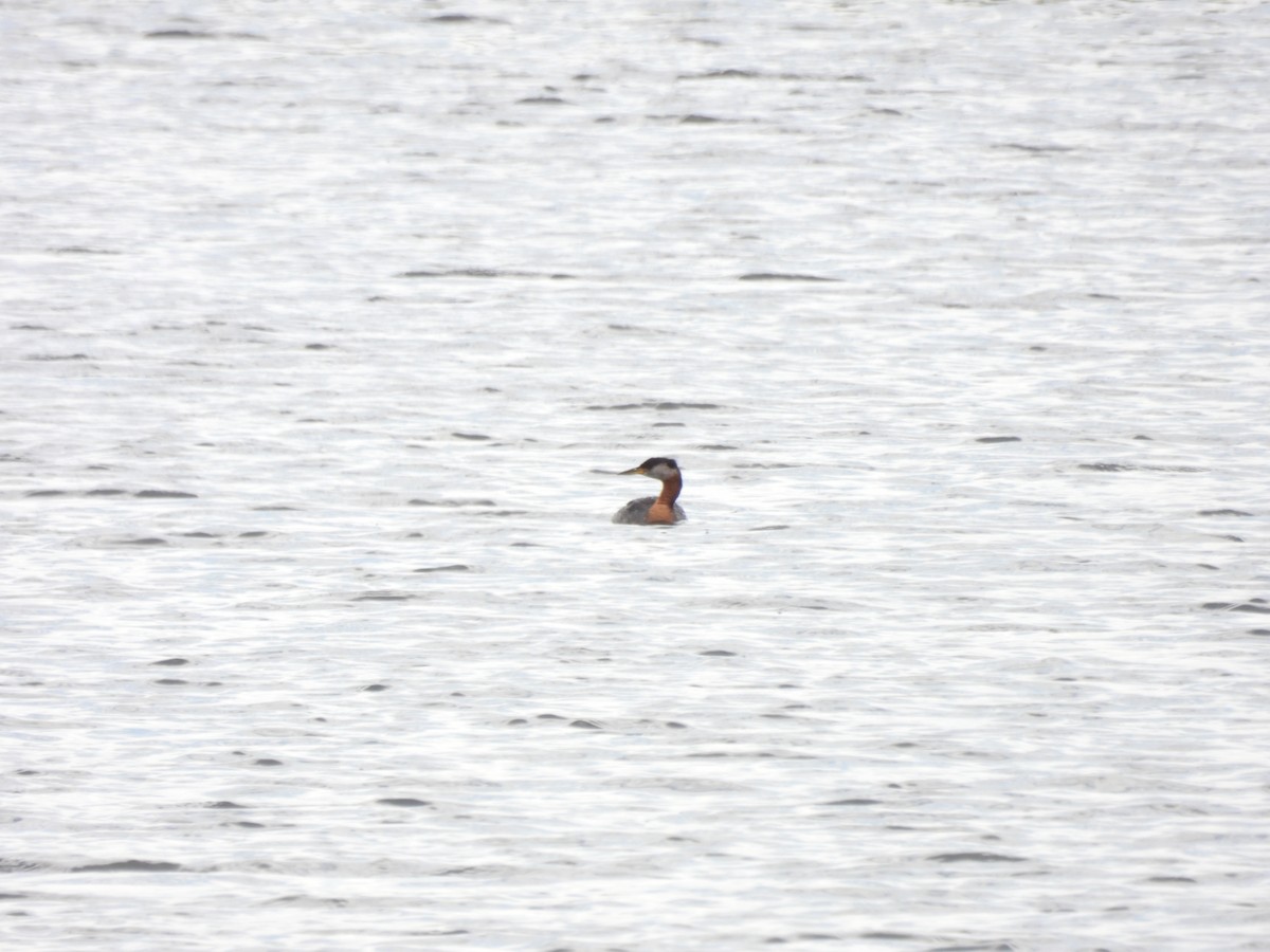 Red-necked Grebe - ML621086211