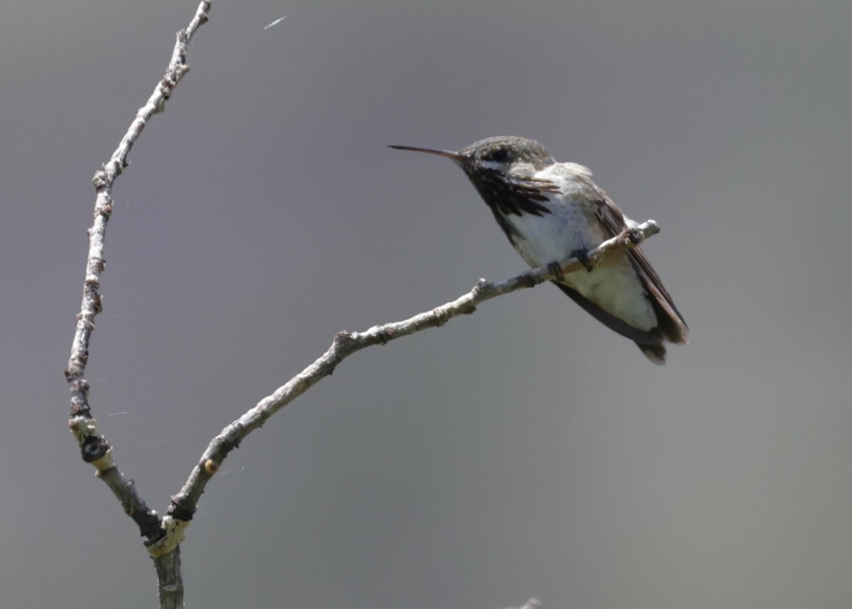 Calliope Hummingbird - Dean LaTray