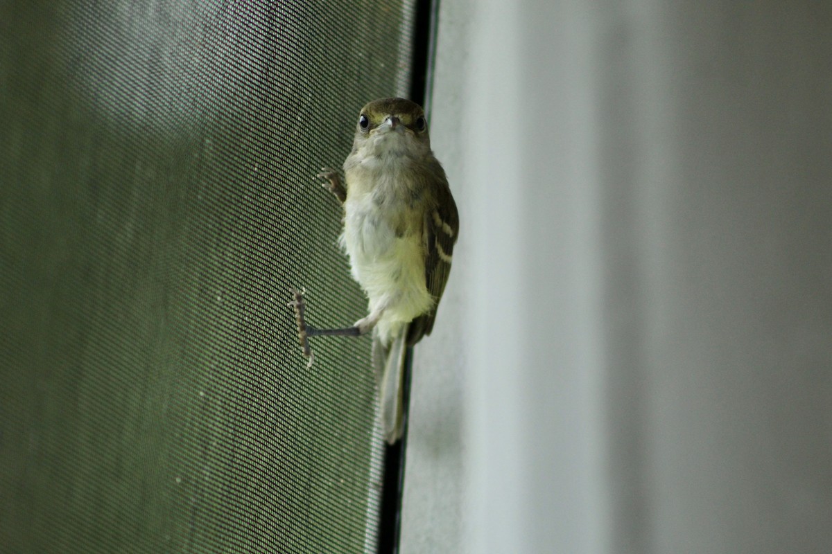 White-eyed Vireo - ML621086233